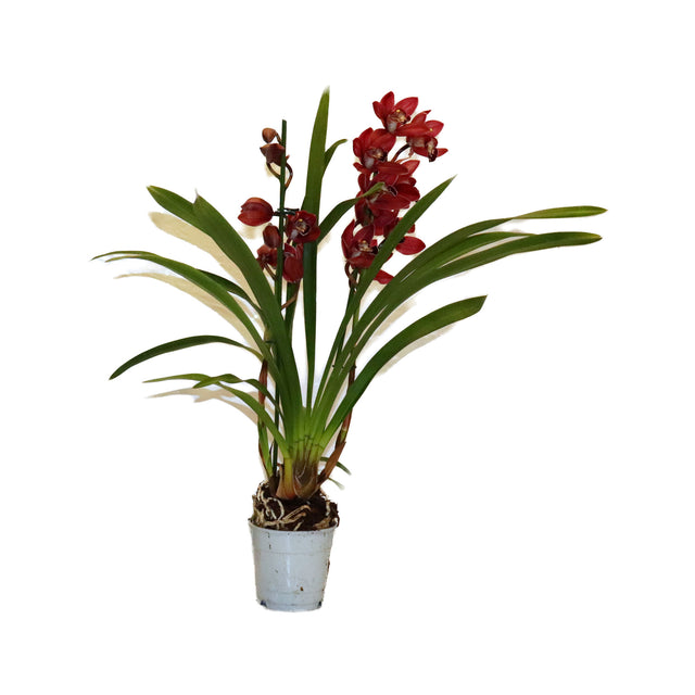 Cymbidium