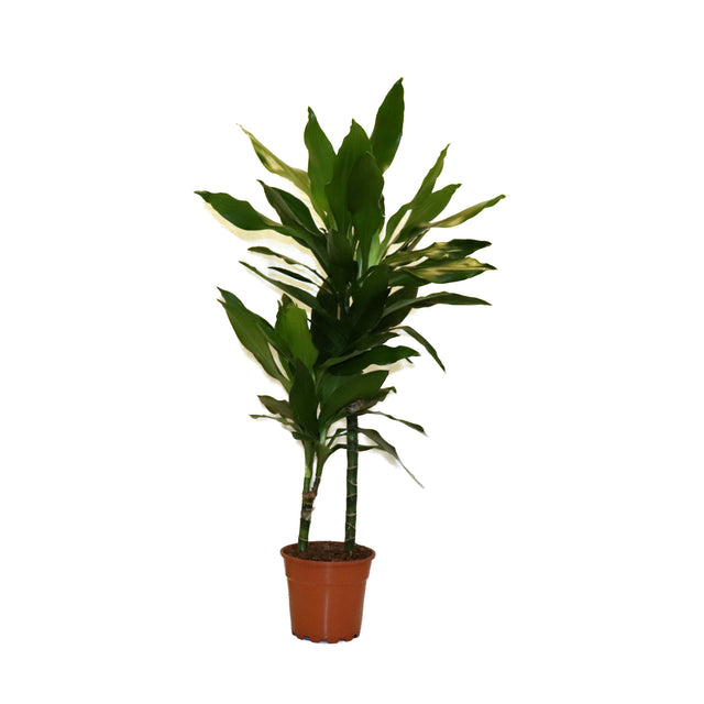 Dracaena