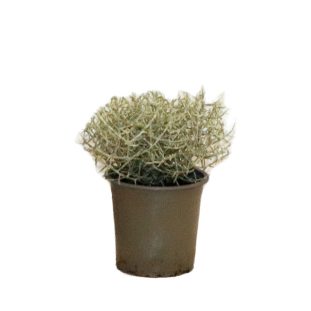 Leucophyta