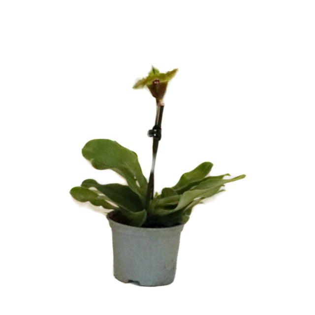 Paphiopedilum