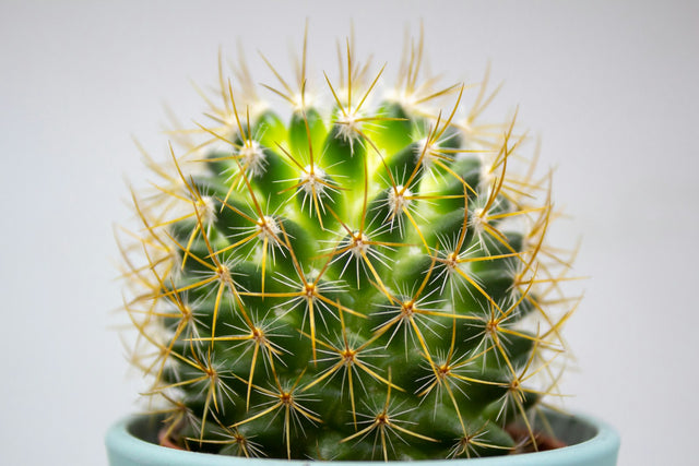 Cactus