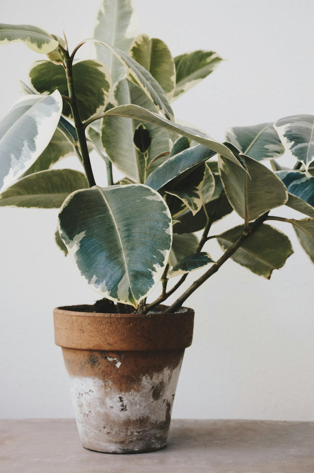 Bladplanten gemengd