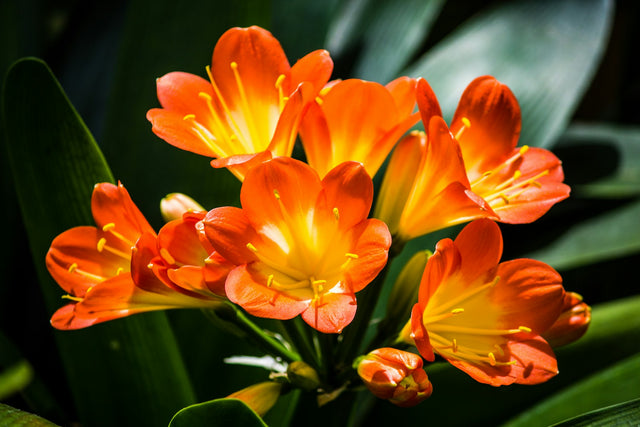 Clivia