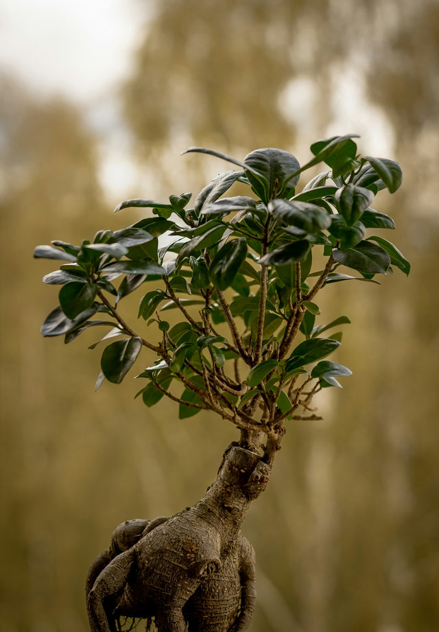 Ficus Ginseng