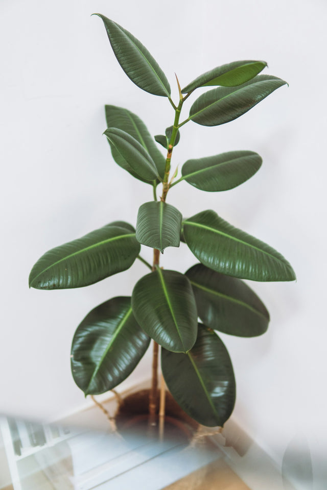 Ficus overig