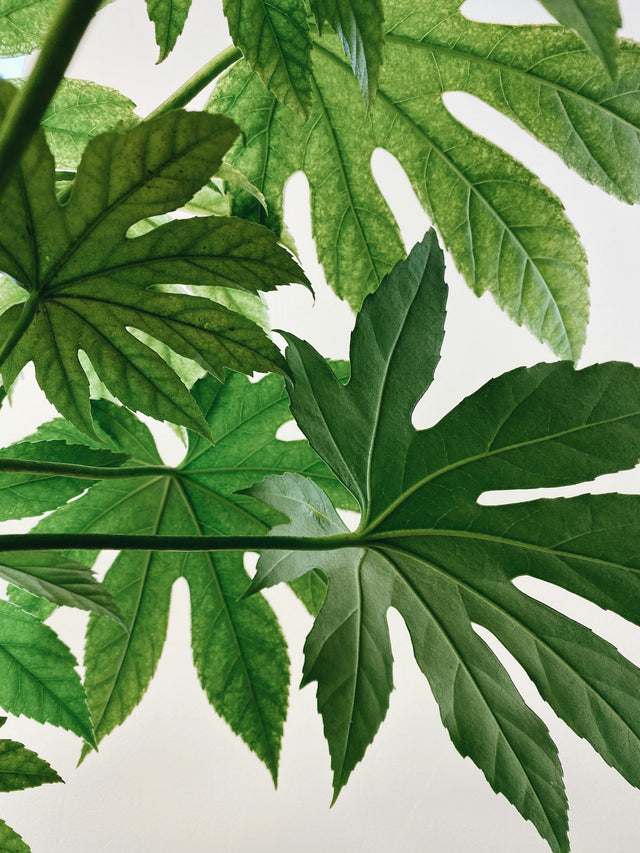 Vingerplant