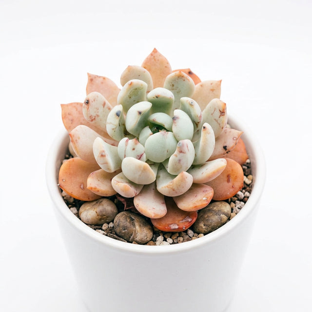 Sedum Sieboldii