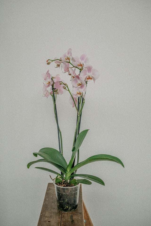 Orchideeën overig