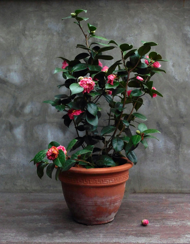 Camelia ‘Mary William’