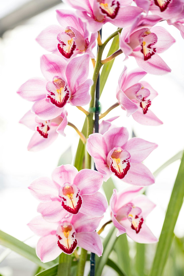 Cymbidium
