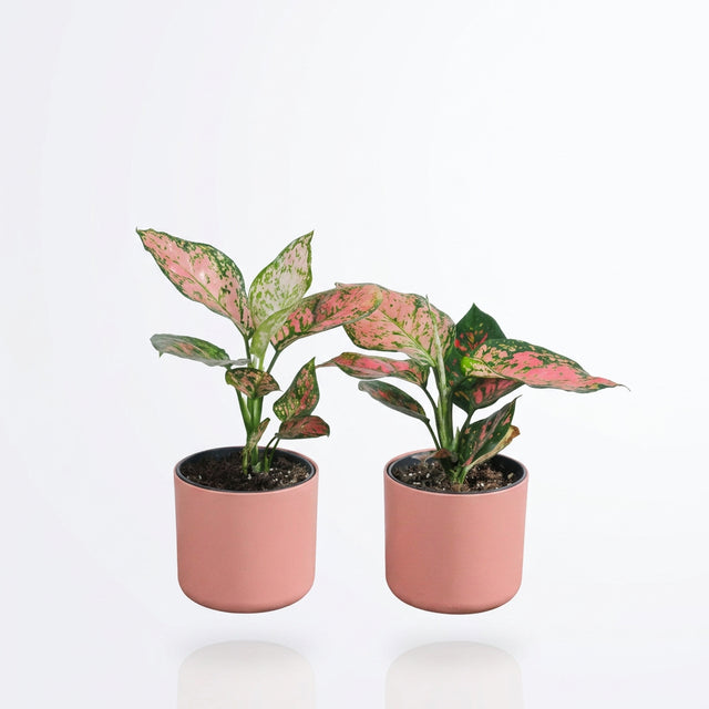 Aglaonema Jubilee