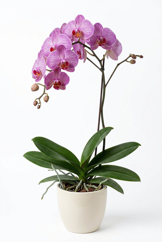 Phalaenopsis Paars