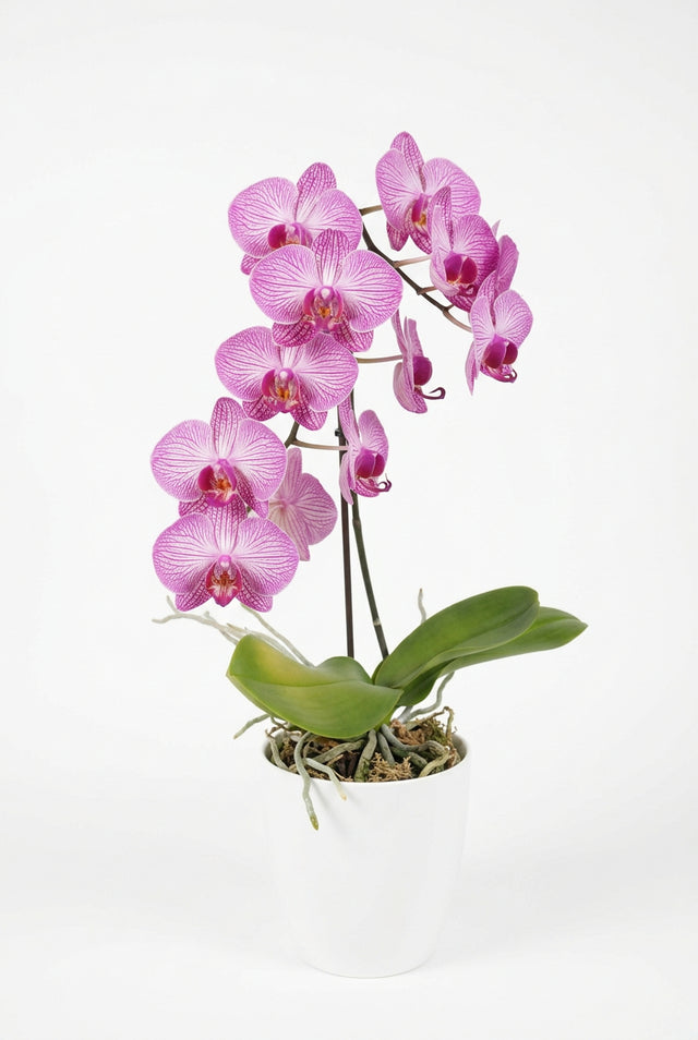 Phalaenopsis Red Lips