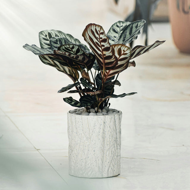 Calathea