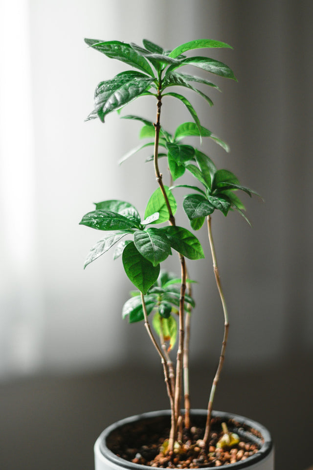 Koffieplant ‘Cups’
