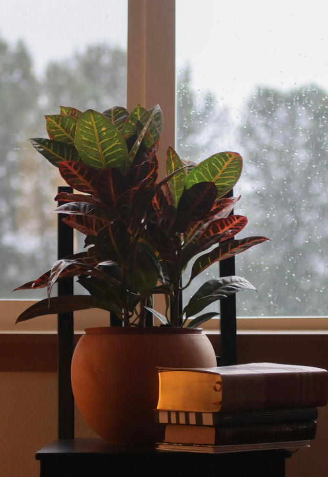 Croton