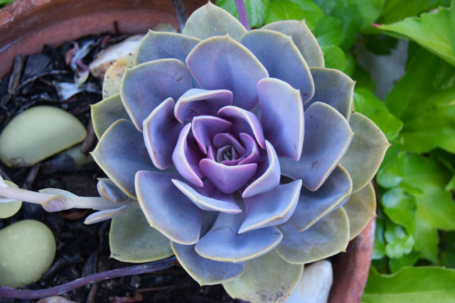 Echeveria
