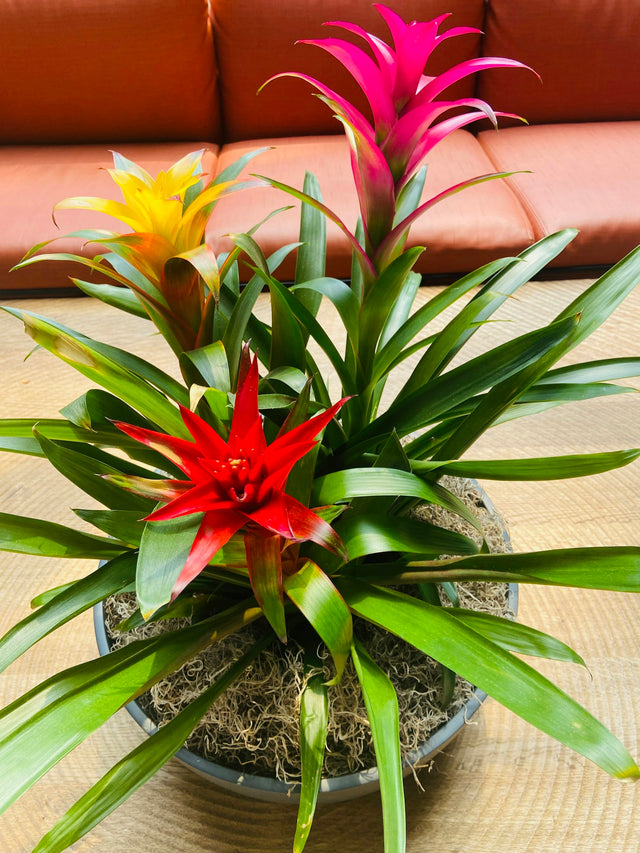 Guzmania