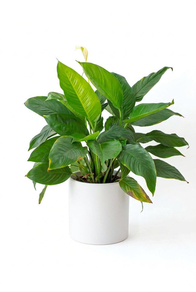 Spathiphyllum Verdi