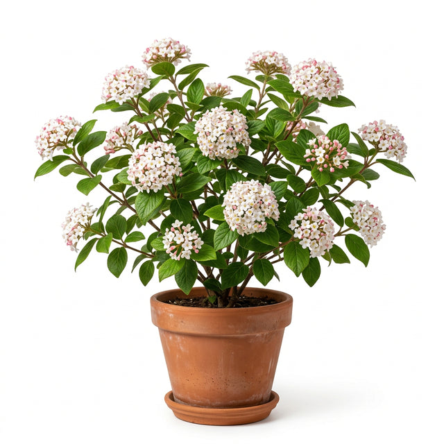 Viburnum Tinus Eve Price