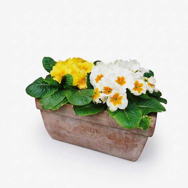 Primula Acaulis Gemengd