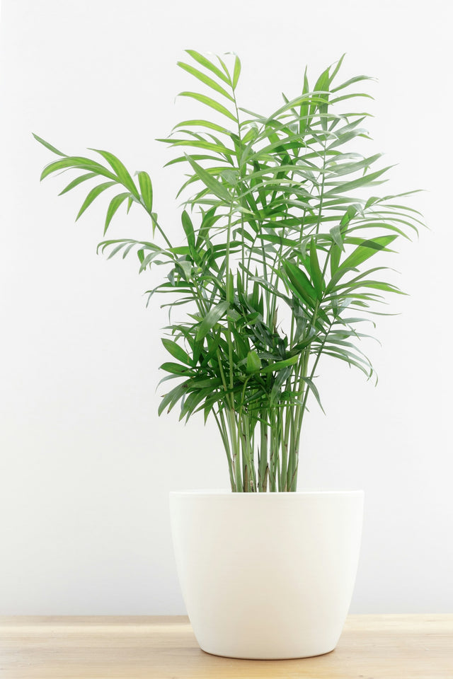 Bergpalm