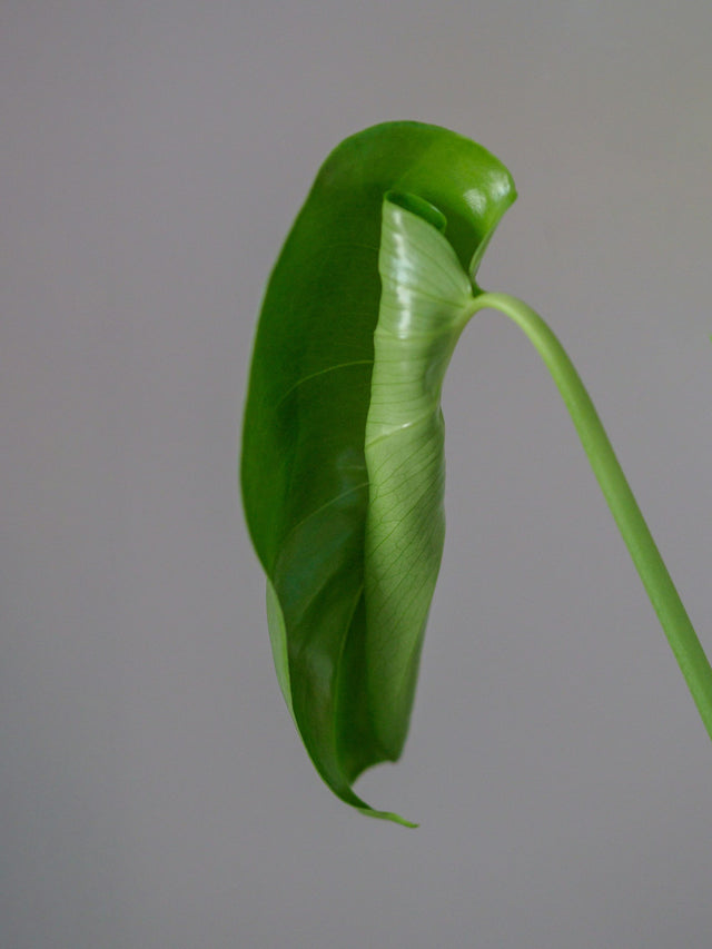 Philodendron