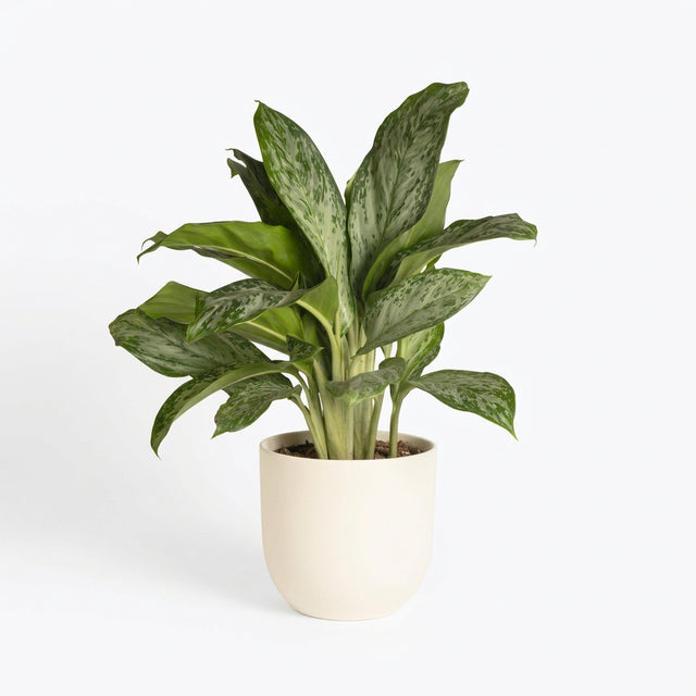 Dieffenbachia Se Tropic Snow