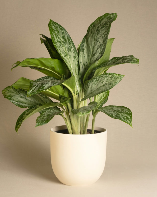 Dieffenbachia