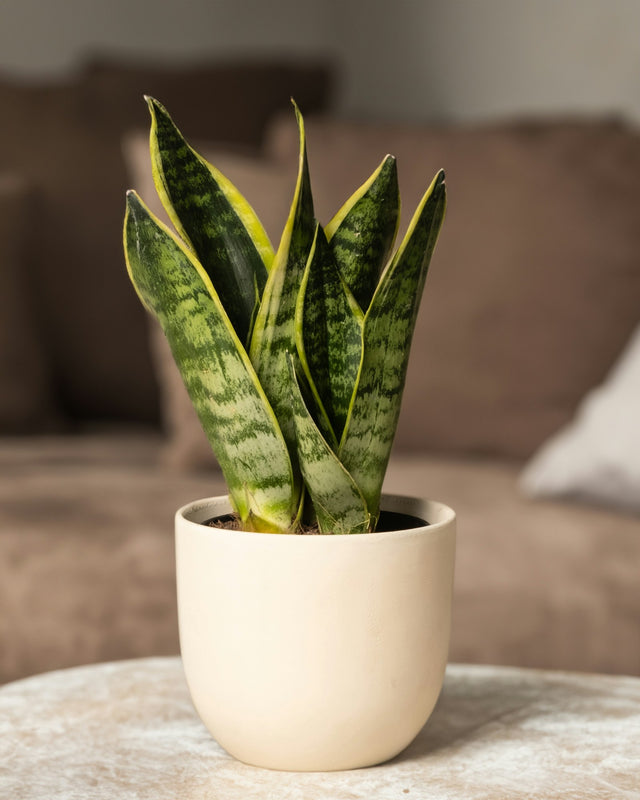 Sansevieria