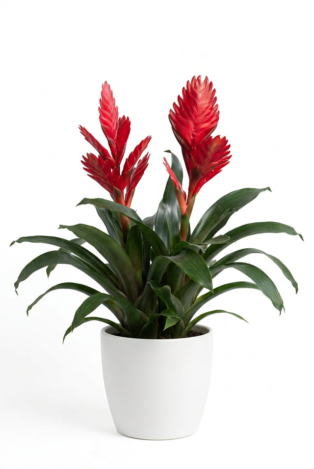 Vriesea Twinkle