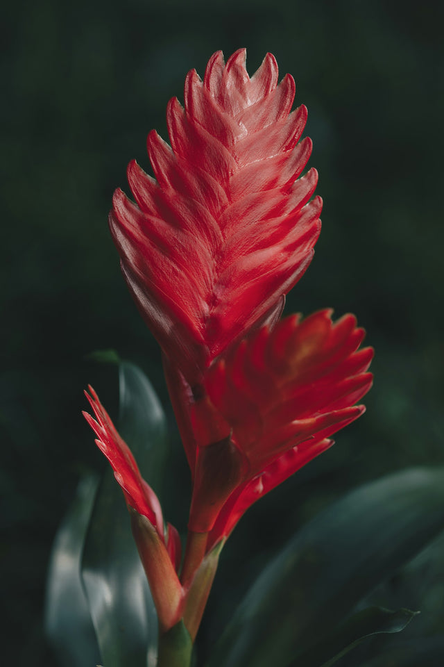 Vriesea