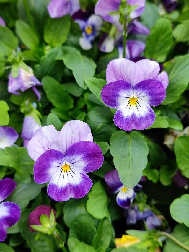 Viooltje