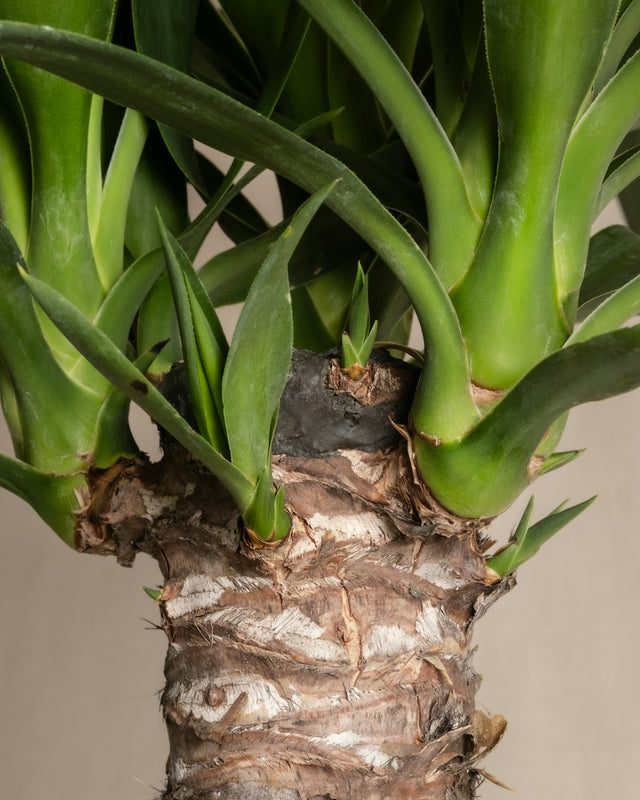 Yucca