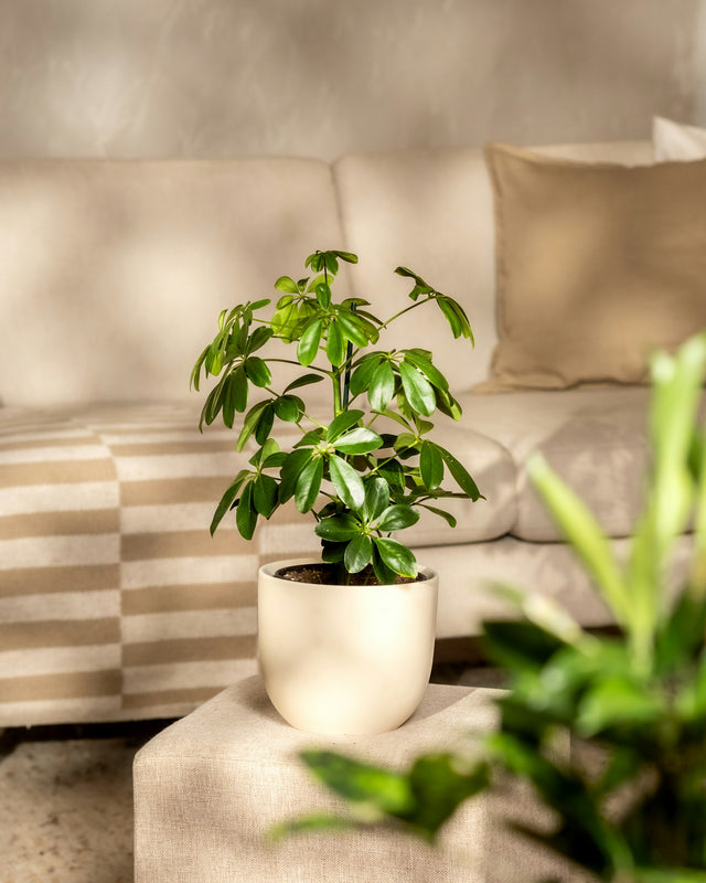 Schefflera