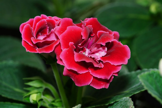 Sinningia ‘Brocade’