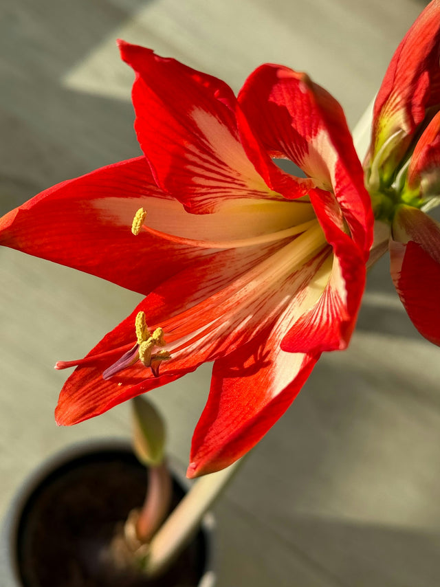 Amaryllis gemengd