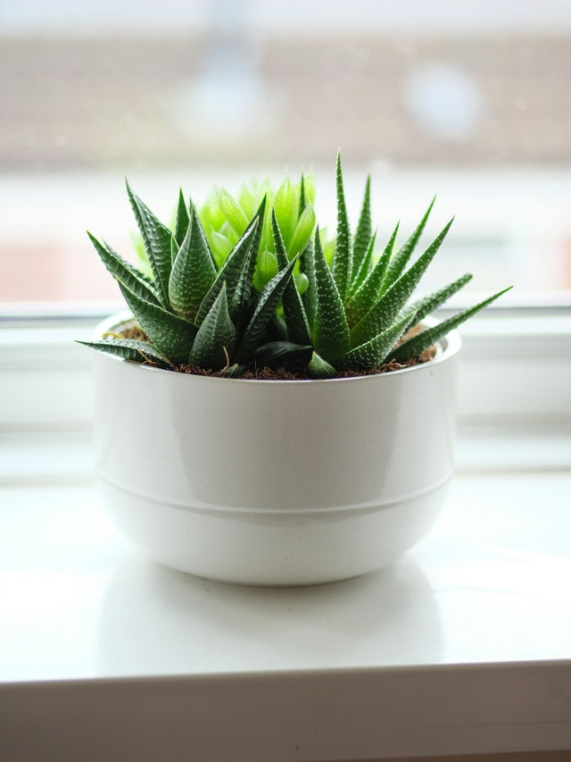 Haworthia en Gasteria ‘Gasterhawor Roy High’