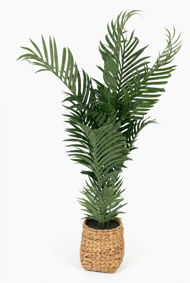 Musa (bananenplant) Tropicana