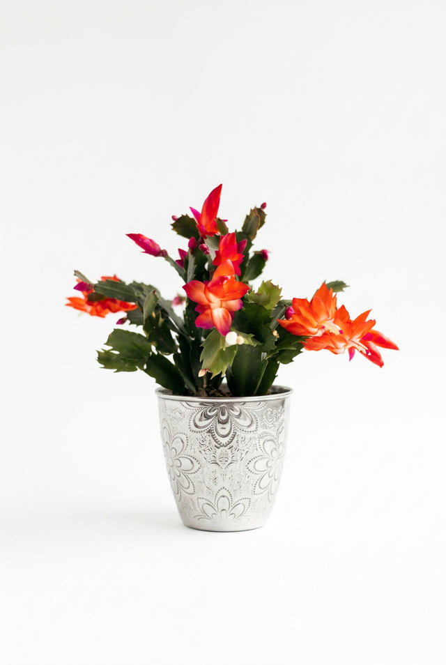 Schlumbergera overig