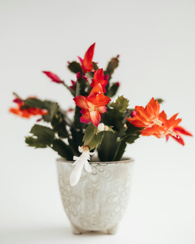 Kerstcactus