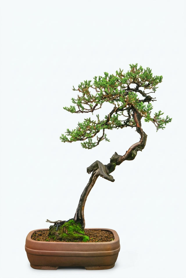 Bonsai Gemengd Outdoor