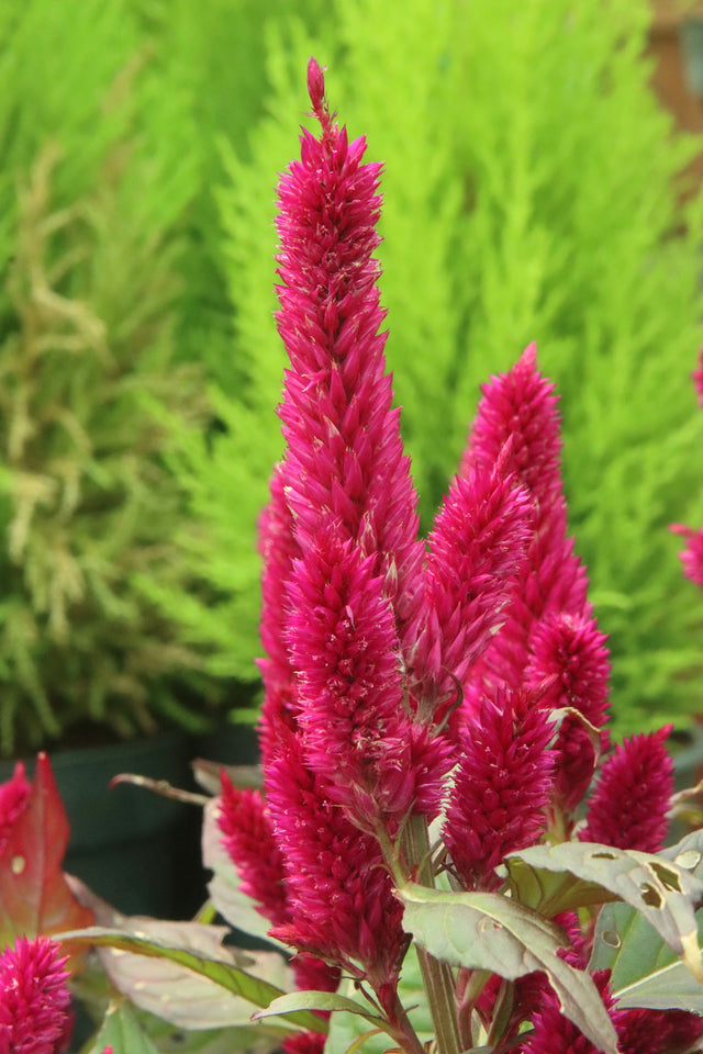 Hanenkam ‘Deep Purple’