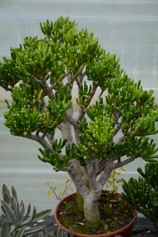 Crassula