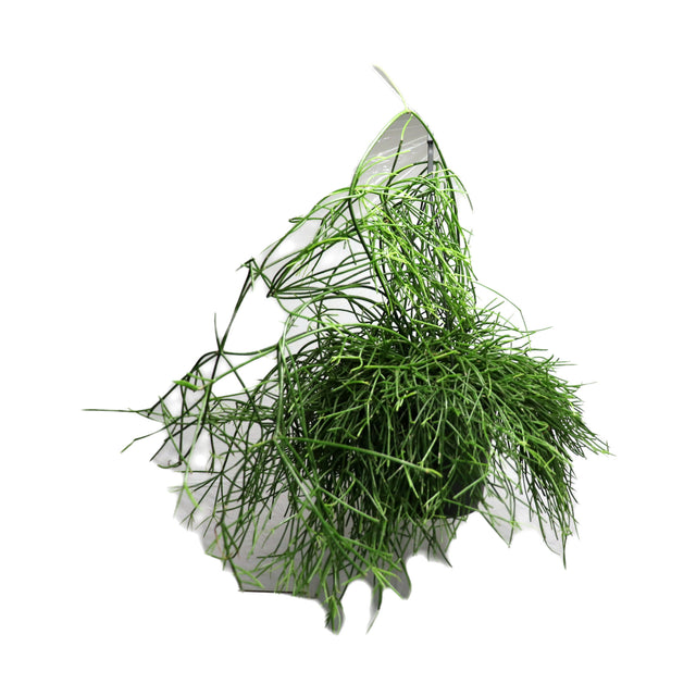 Rhipsalis