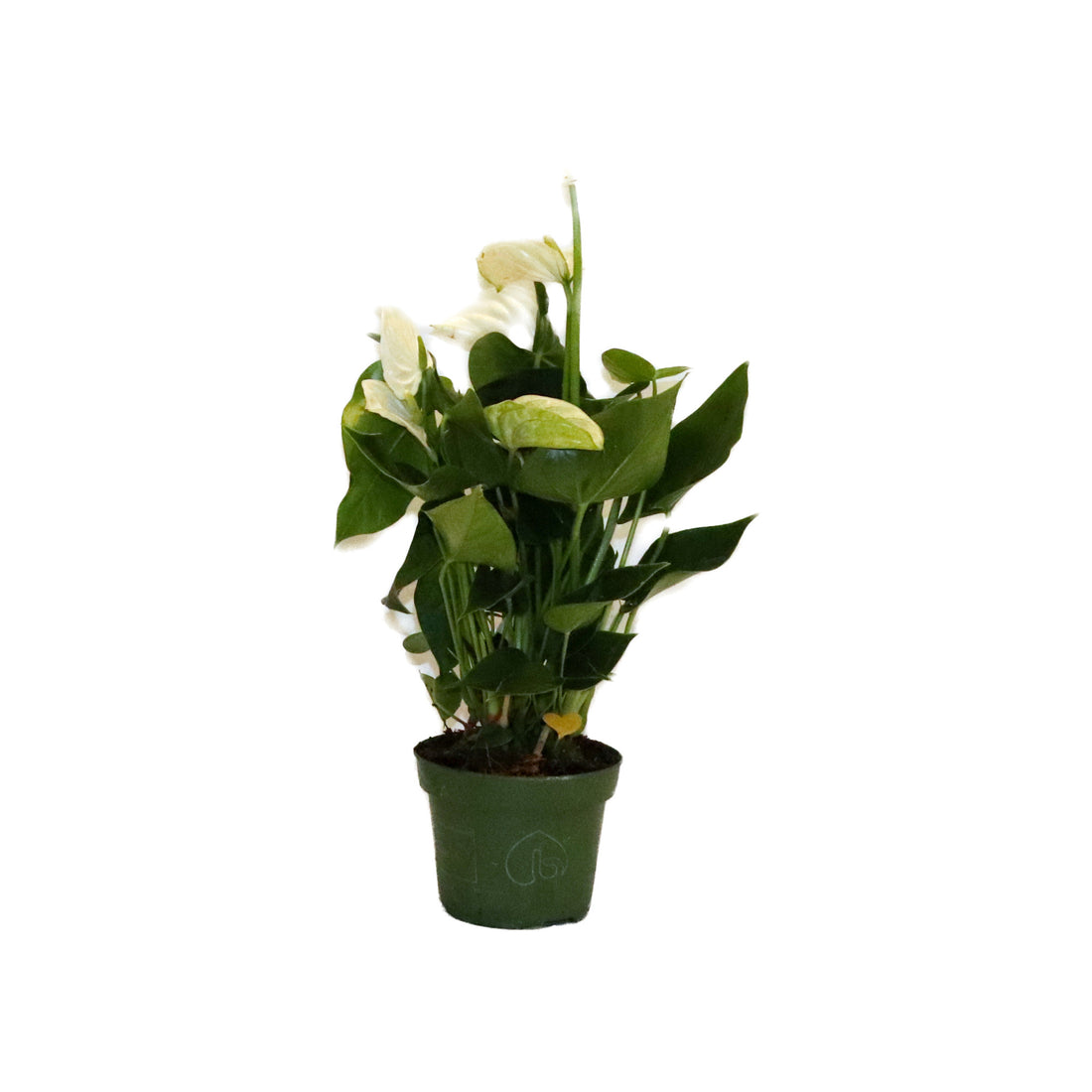 Anthurium