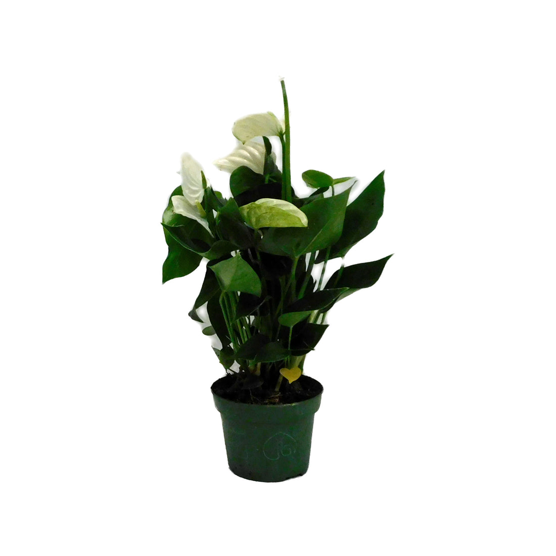 Anthurium