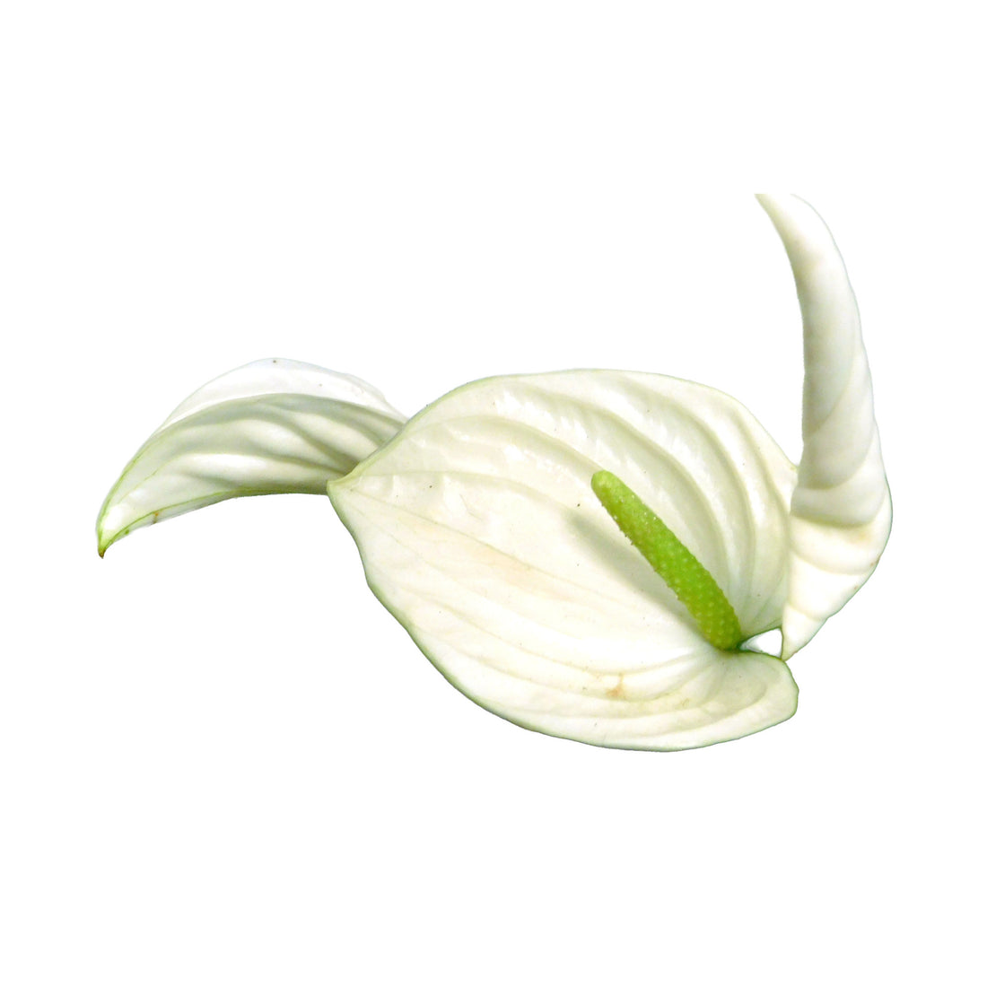 Anthurium