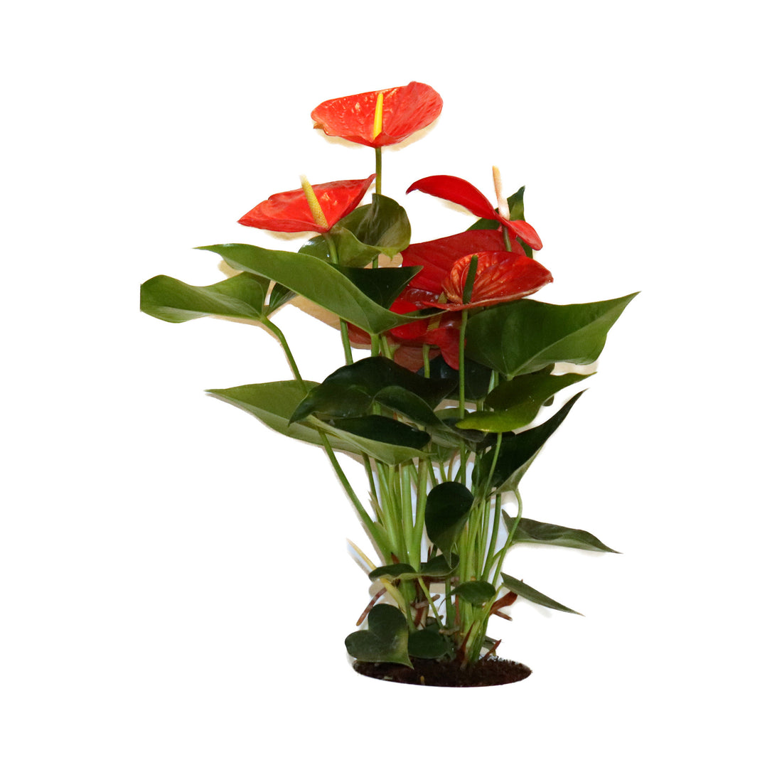 Anthurium