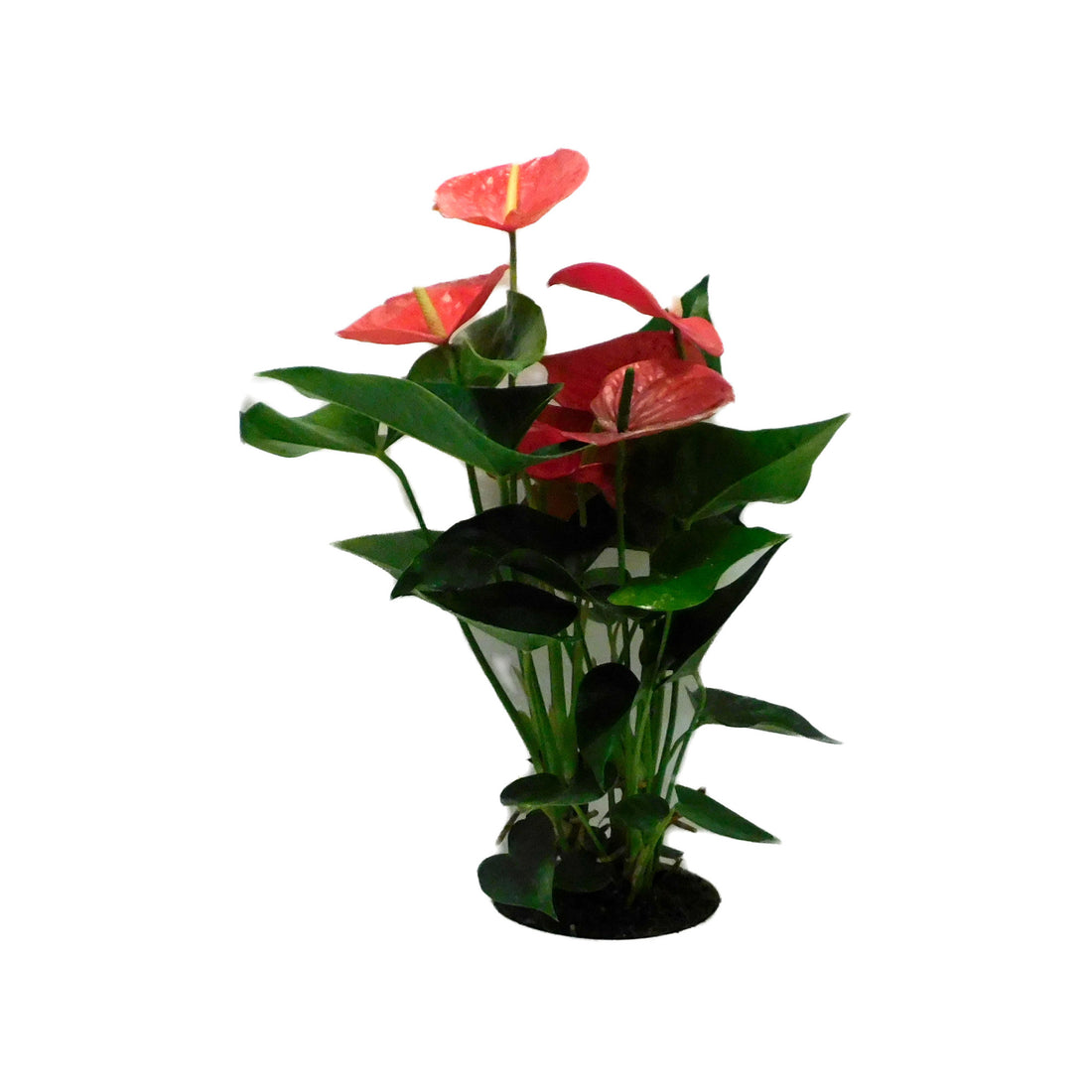 Anthurium